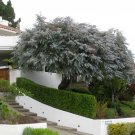 Argyle Apple ( Eucalyptus Cinerea ) 50 Seeds