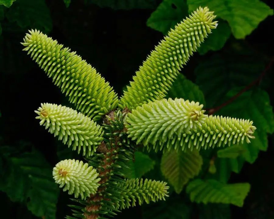 Spanish Fir (Abies Pinsapo) 10 Seeds