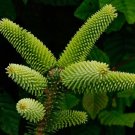 Spanish Fir (Abies Pinsapo) 10 Seeds