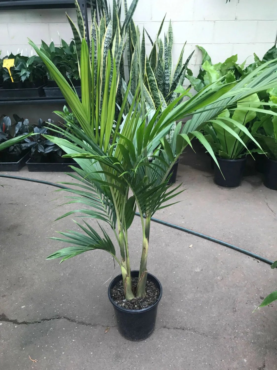 Bangalow Palm ( Archontophoenix Cunningham) 10 Seeds