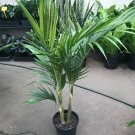 Bangalow Palm ( Archontophoenix Cunningham) 10 Seeds