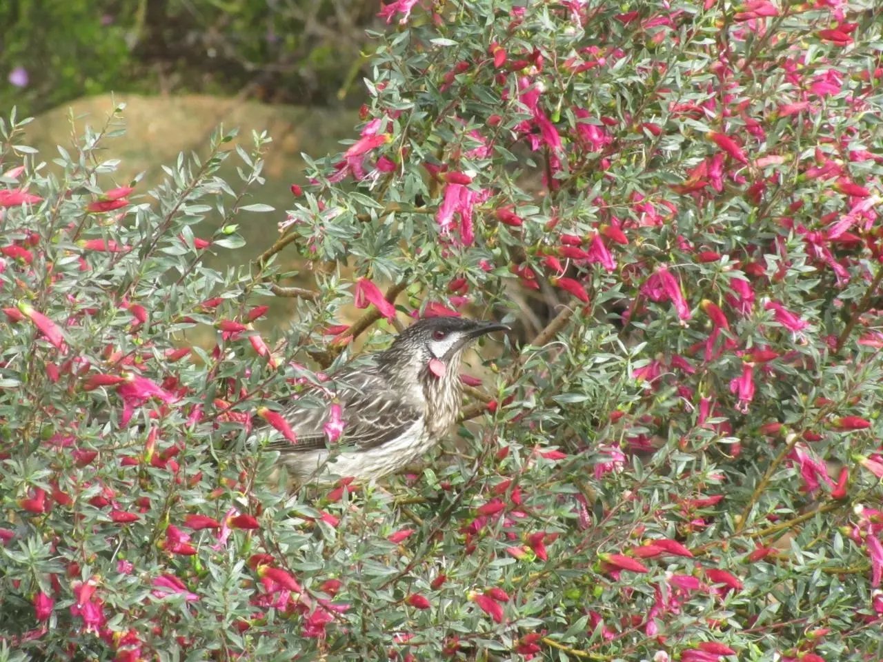 Native Fuchsia (Eremophila Maculata) 5 Seeds