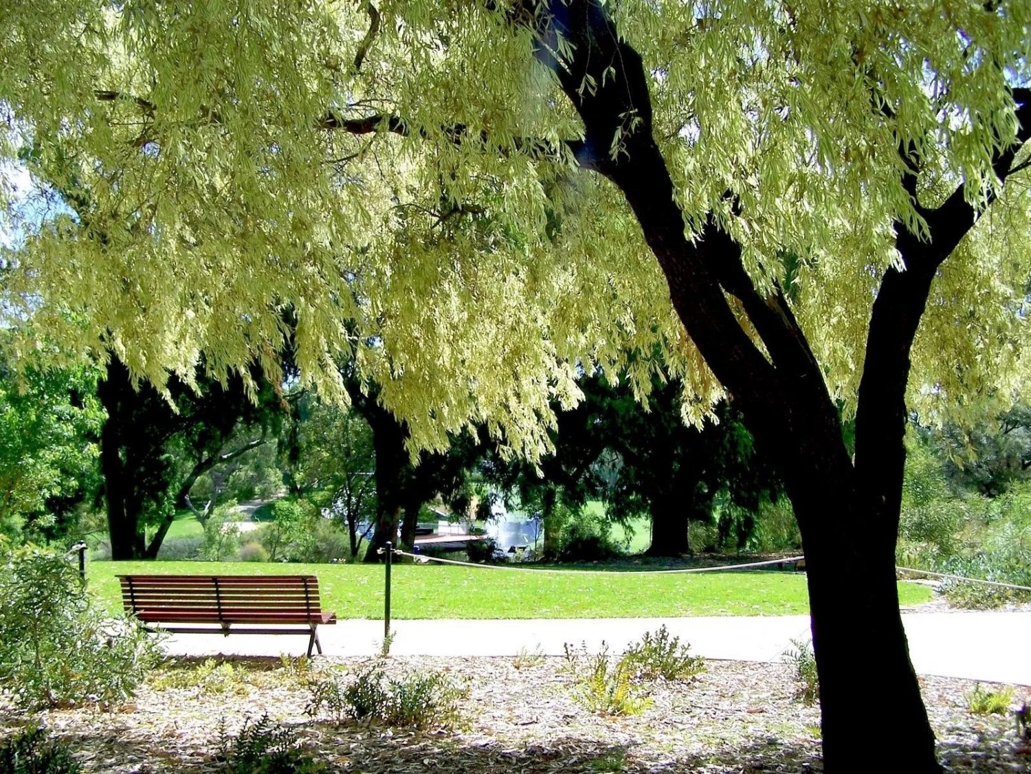 Peppermint Tree/Willow Myrtle (Agonis Flexuosa) 100 Seeds