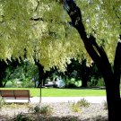 Peppermint Tree/Willow Myrtle (Agonis Flexuosa) 100 Seeds