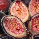 Sandpaper Fig (Ficus Coronata) 20 Seeds