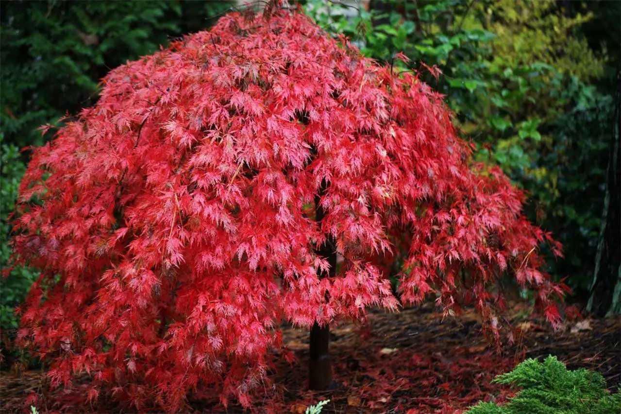 Japanese Maple (Acer Palmatum) 30 Seeds