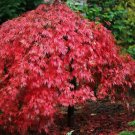 Japanese Maple (Acer Palmatum) 30 Seeds