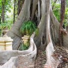 Moreton Bay Fig (Ficus Macrophylla) 50 Seeds