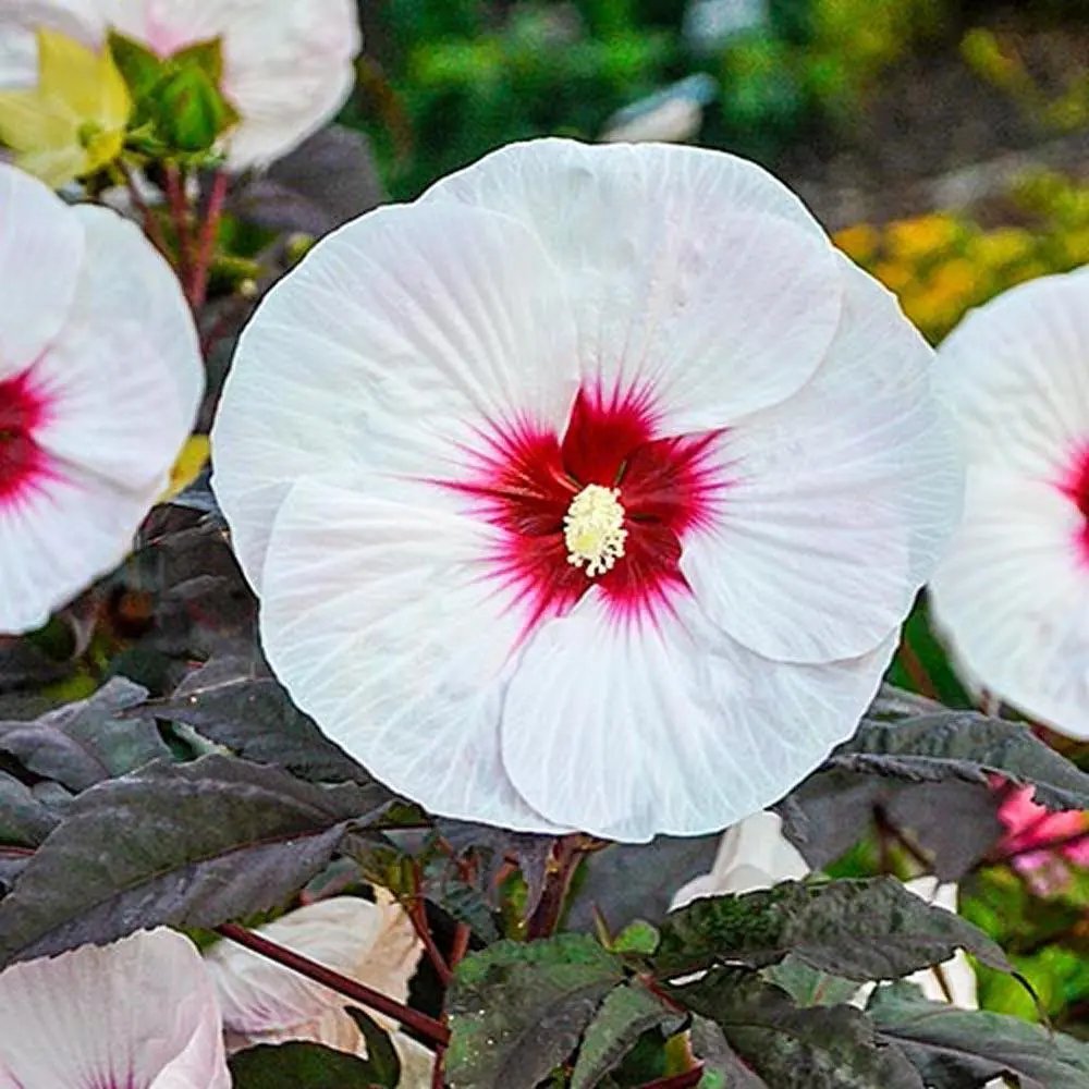 Red Centered Hibiscus (Alyogyne Hakeifolia) 30 Seeds