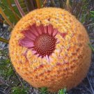 Southern Blechnum Banksia (Banksia Blechnifolia) 5 Seeds
