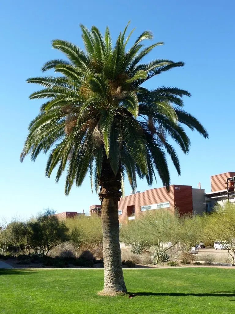 Canary Island Date Palm ( Phoenix Canariensis) 10 Seeds