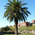 Canary Island Date Palm ( Phoenix Canariensis) 10 Seeds