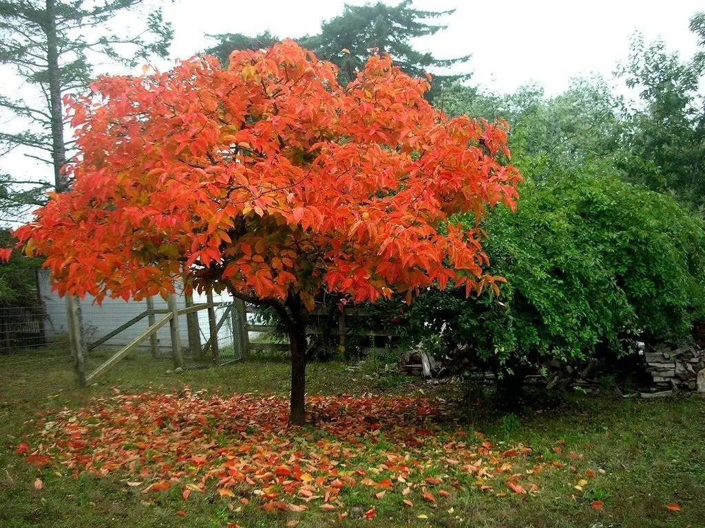 Japanese Persimmon (Diospyros Kaki) 5 Seeds