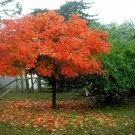 Japanese Persimmon (Diospyros Kaki) 5 Seeds