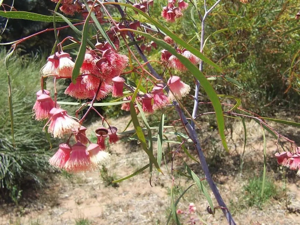 Jingymia Mallee ( Eucalyptus Synandra ) 40 Seeds