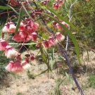 Jingymia Mallee ( Eucalyptus Synandra ) 40 Seeds