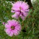 River Bottlebrush Pink (Callistemon Sieberi ) 200 Seeds
