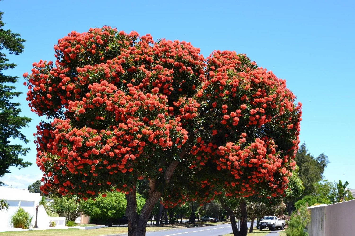 Red Flowering Gum 20 Fresh Seeds - Corymbia Ficifolia