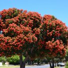 Red Flowering Gum 20 Fresh Seeds - Corymbia Ficifolia