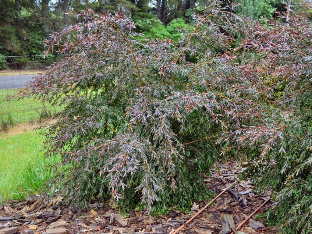 Copper Glow (Leptospermum Polygalifolium) 200 Seeds