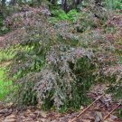 Copper Glow (Leptospermum Polygalifolium) 200 Seeds
