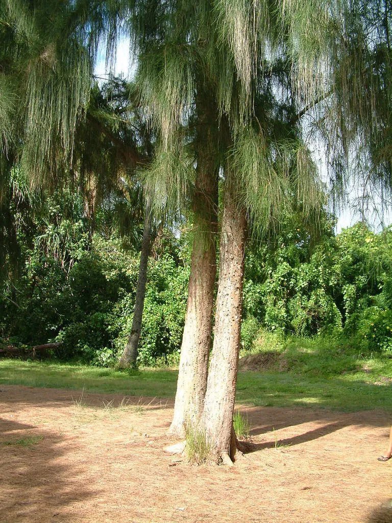 Swamp Oak (Casuarina Glauca) 100 Seeds