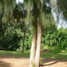 Swamp Oak (Casuarina Glauca) 100 Seeds
