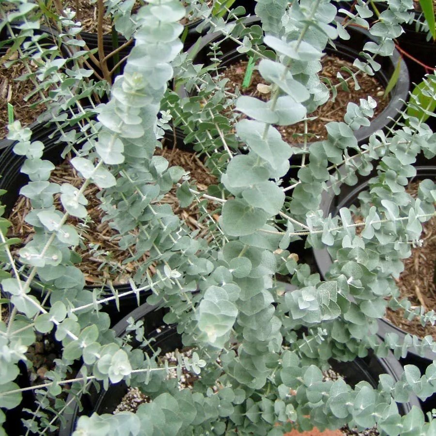 Moon Lagoon Mallee ( Eucalyptus Latens ) 20 Seeds