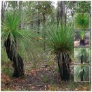 Dwarf Blackboy (Xanthorrhoea Resinosa) 30 Seeds