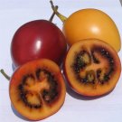 Tree Tomato/Tamarillo Red(Cyphomandra Betacea) 20 Seeds