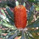 Firewood Banksia Dwarf(Banksia Menziesii Dwarf) 5 Fresh Seeds