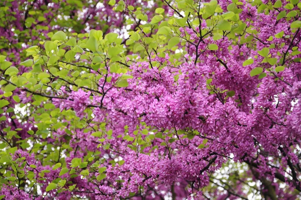 Judas Tree (Cercis Siliquastrum) 10 Fresh Seeds