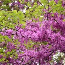Judas Tree (Cercis Siliquastrum) 10 Fresh Seeds