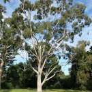 Lemon Scented Gum (Eucalyptus Citriodora ) 20 Seeds