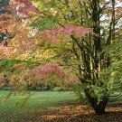 Katsura Tree ( Cercidiphyllum Japonicum ) 40 Seeds
