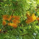 Silky Oak (Grevillea Robusta) 20 Seeds