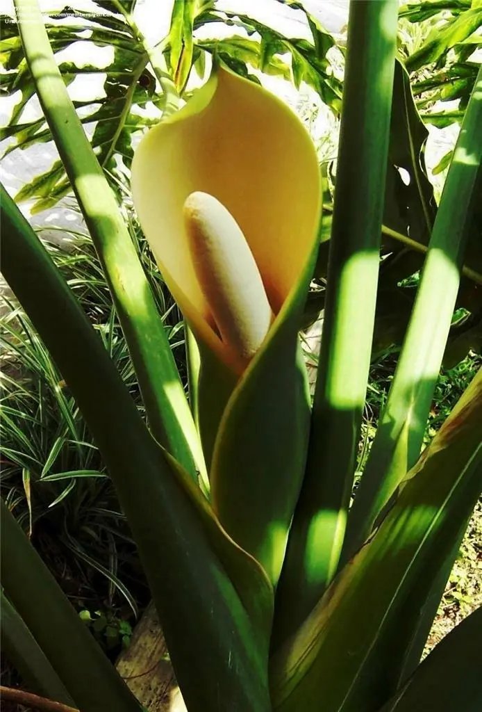 Tree Philodendron (Philodendron Bipinnatifidum)10 Seeds