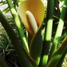 Tree Philodendron (Philodendron Bipinnatifidum)10 Seeds
