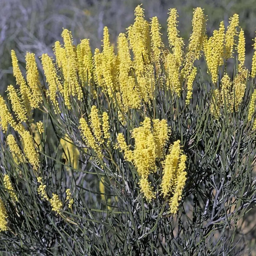Grevillea Didymobotrya 10 Seeds