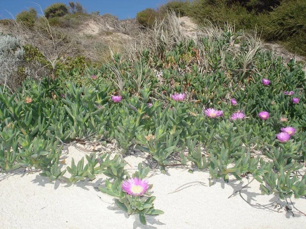 Coastal Pigface (Carpobrotus Virescens) 25 Fresh Seeds