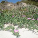 Coastal Pigface (Carpobrotus Virescens) 25 Fresh Seeds