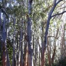 Messmate Stringybark (Eucalyptus Obliqua) 50 Seeds