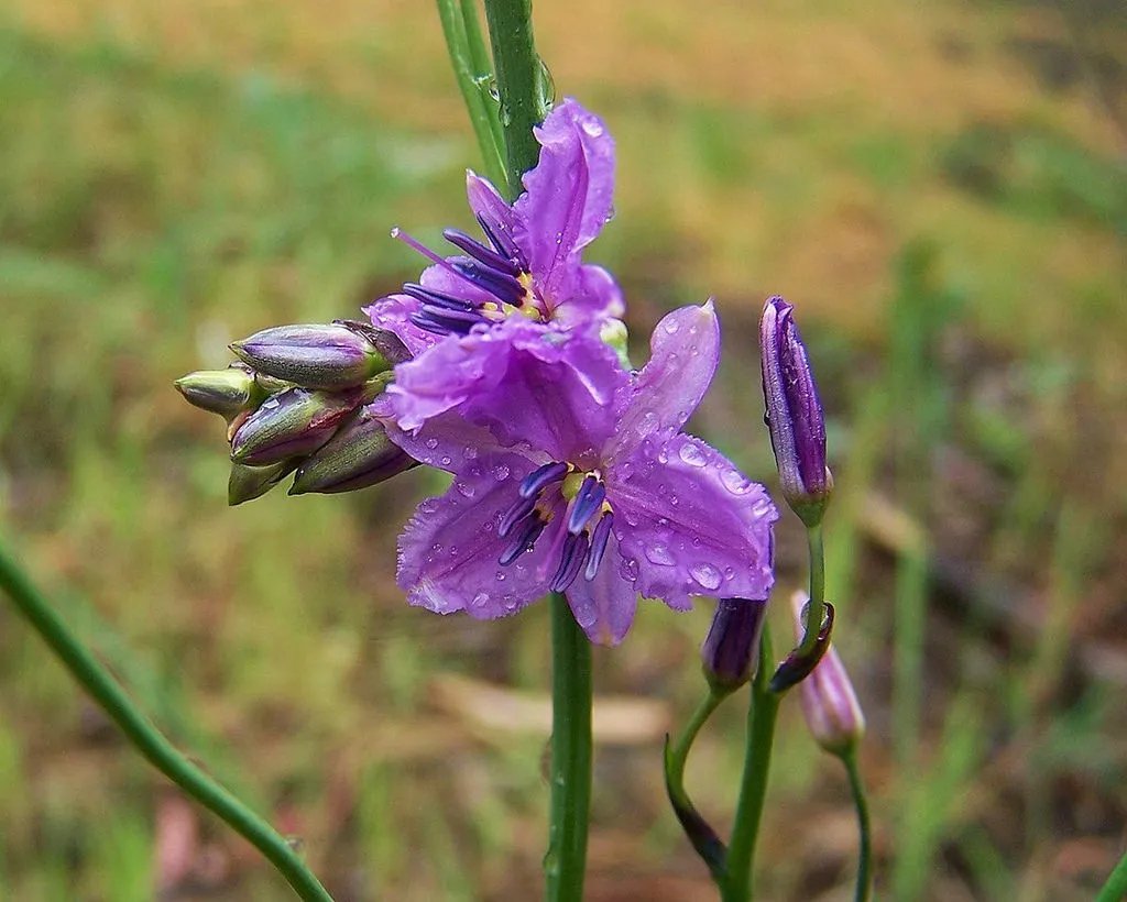 Chocolate Lily (Arthropodium Strictum) 20 Fresh Seeds