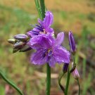 Chocolate Lily (Arthropodium Strictum) 20 Fresh Seeds