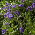 Geisha Girl (Duranta Repens) 10 Seeds
