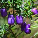 Purple Appleberry (Billardiera Longiflora) 20 Seeds