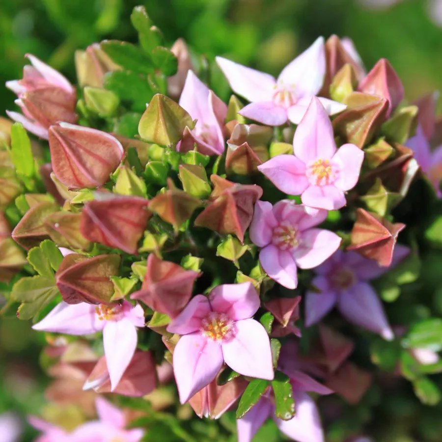Bushy Boronia (Boronia Fastigiata ) 10 Seeds