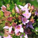 Bushy Boronia (Boronia Fastigiata ) 10 Seeds