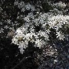Wedding Bush (Ricinocarpos Pinifolius) 15 Seeds