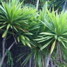 Three Kings Cabbage Tree ""Cordyline Kasper"" 10 Seeds